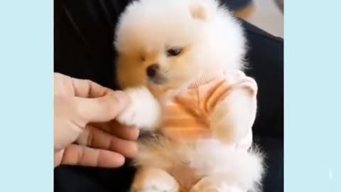 Cute Dog Video