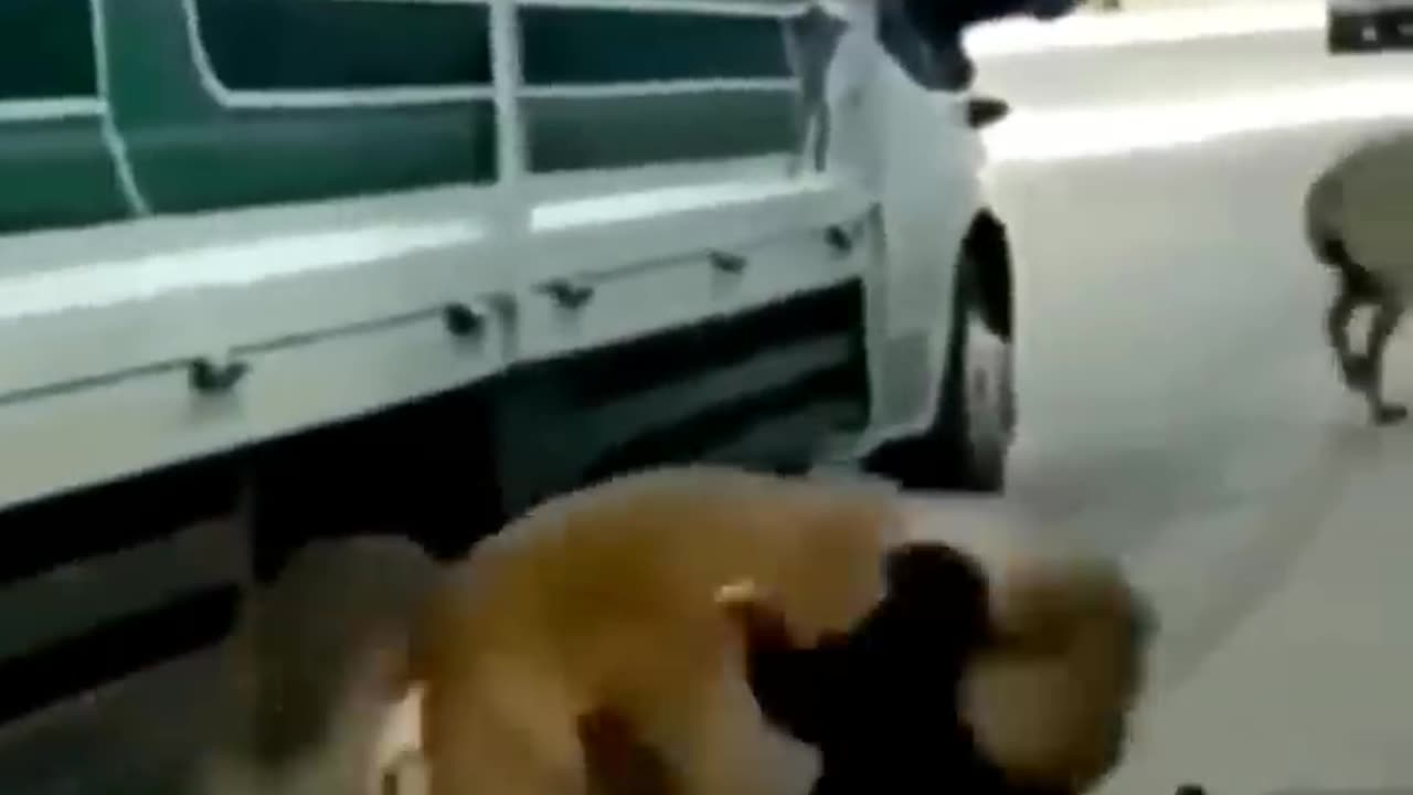 Funniest Animals 2023 Funniest Cats and Dogs
