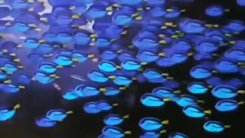 This is a beautiful and charming water-dwelling species