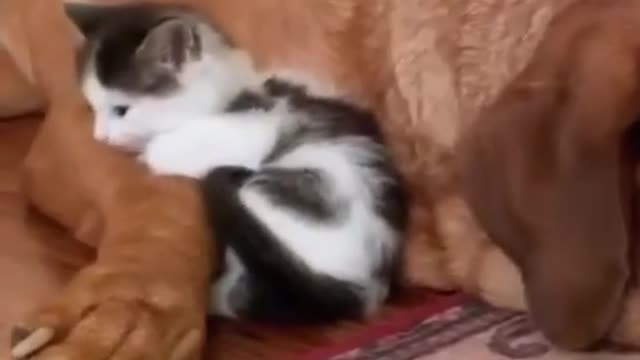 Floppy Dog and kitten