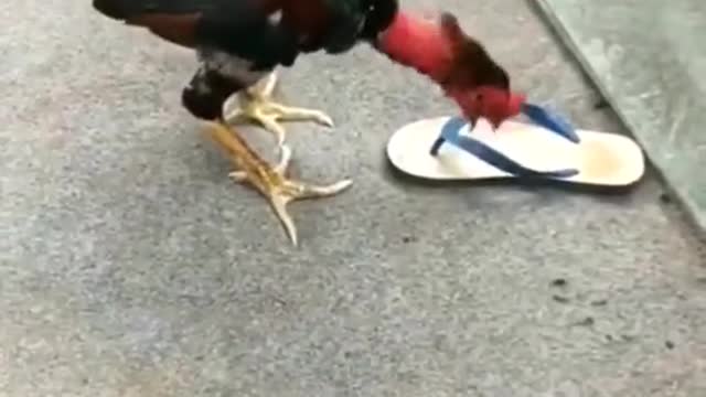 Funny Animals