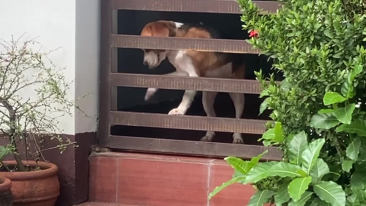 Beagle Puppy's Escape Attempt Fails