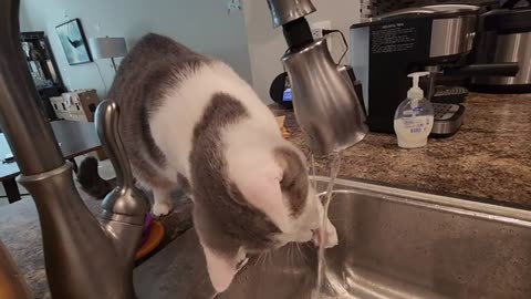 Cat Plays Tap Water