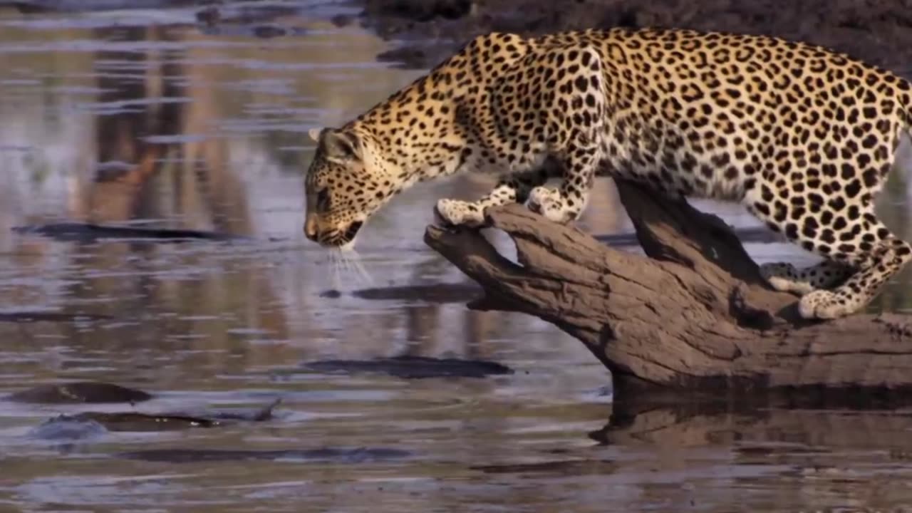 Leopard Learn How to Catch a Fish