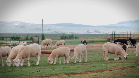 Watch the beauty of the sheep next to each other and let them eat