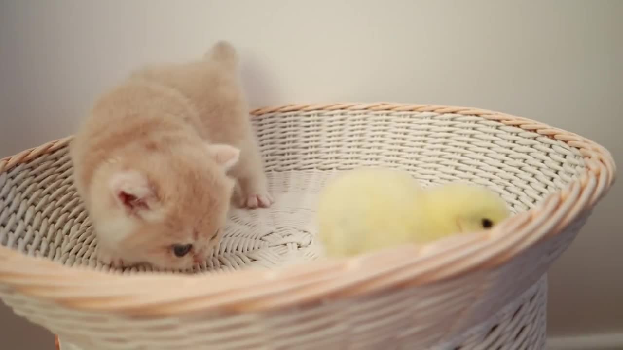 Kittens walk with a tiny chicken