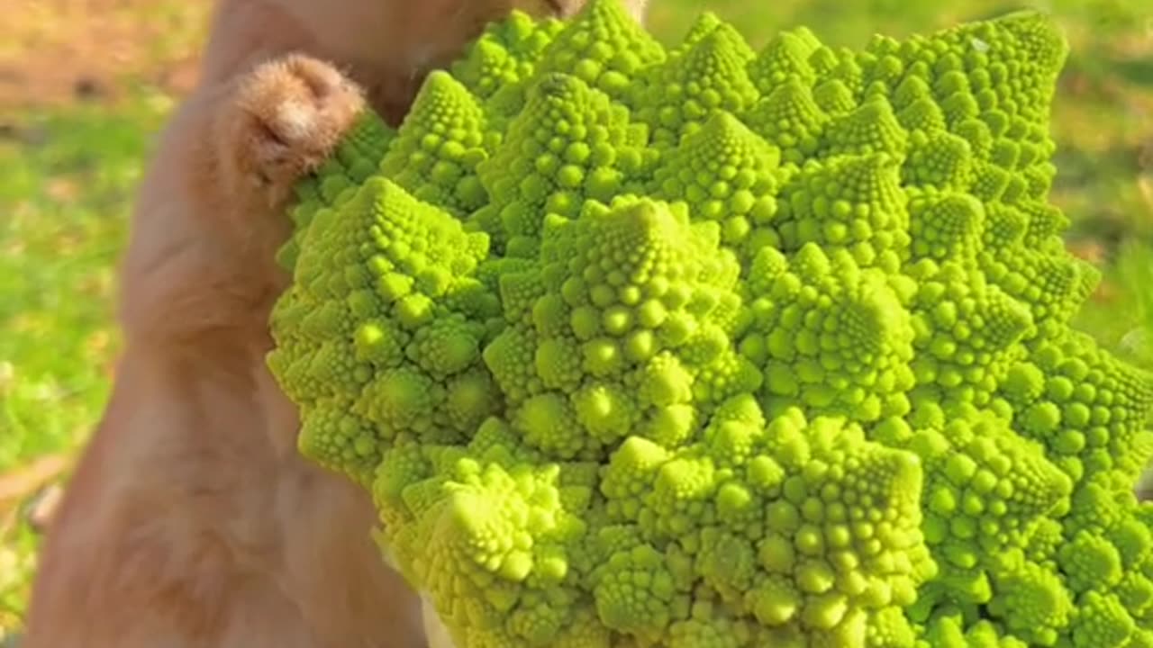 bunny eating mushroom