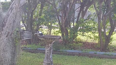 Birds In front of my home