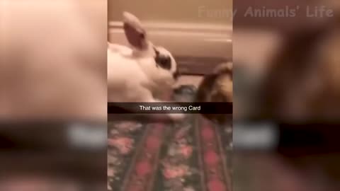 Best Funny Animal Video