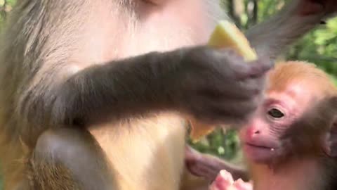 Monkey Chilling with Baby