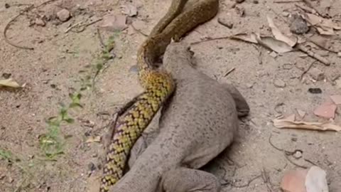 Monitor lizard vs Snake