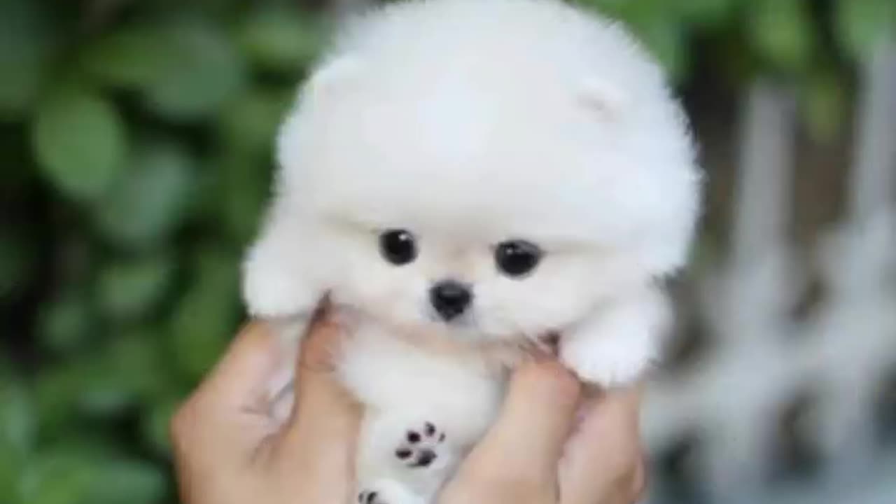 Pocket puppy|Pomeranian puppies|cute Pomeranian puppies videos