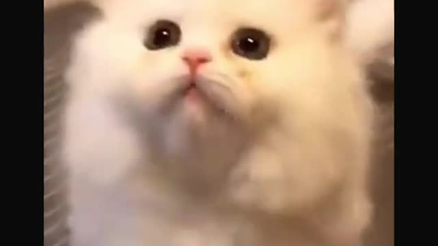 Cute and Funny Cats Life