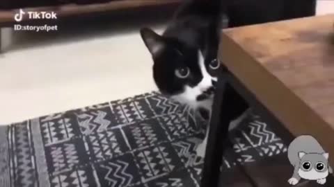 Funny Cats 😺 Funniest Cat Videos 2022 🤣