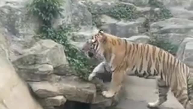 tiger in zoo