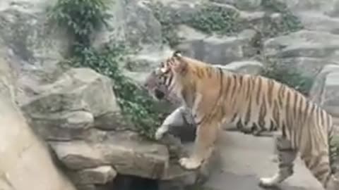 tiger in zoo