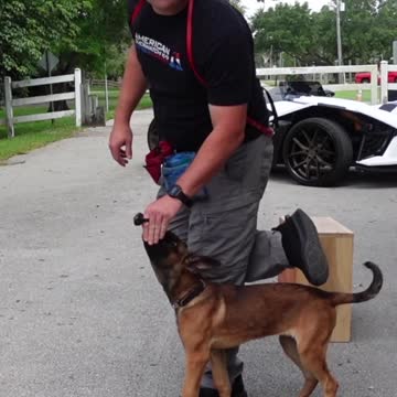 Never Drop Food While Dog Training