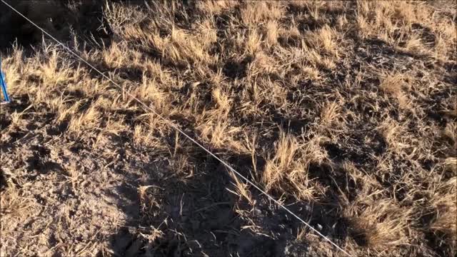 Moving the cows to perennial winter stockpile.