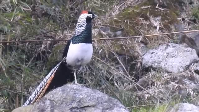 Beautiful wading birds and golden pheasants