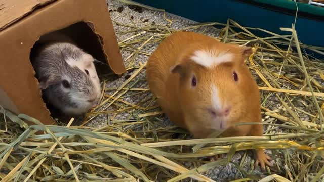 Curious guinea pigs