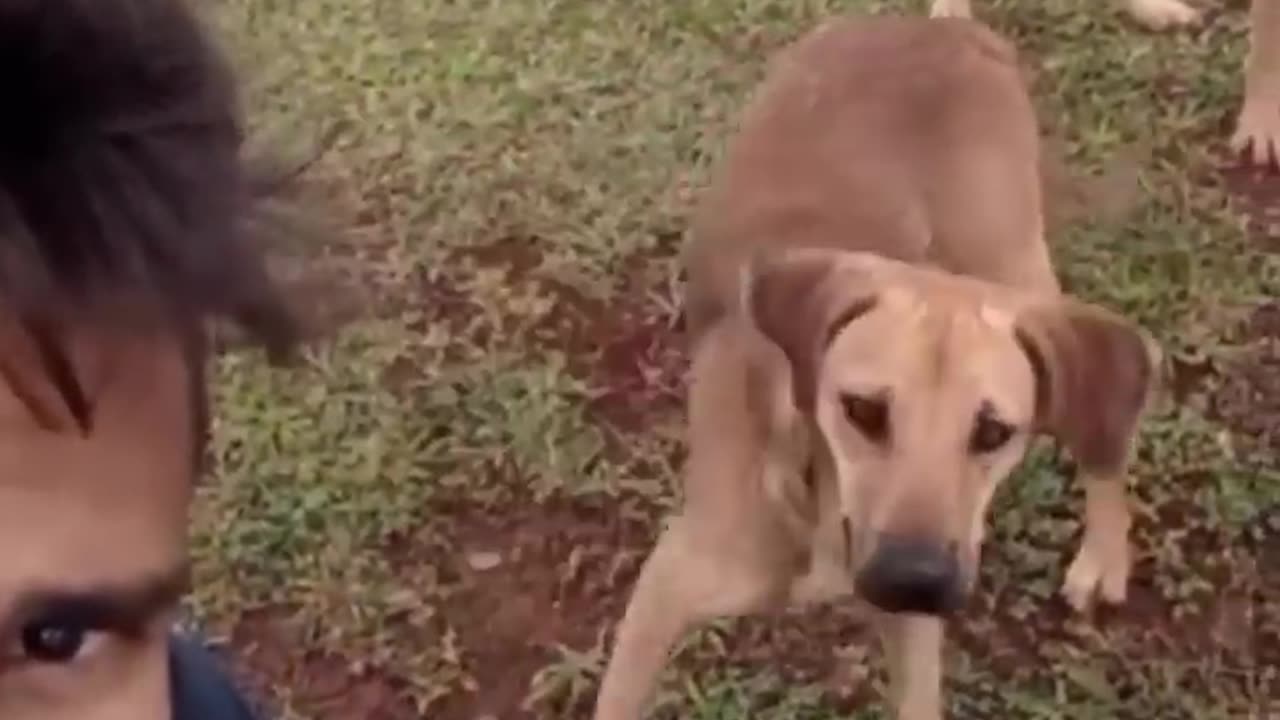 Hilarious Cat and Dog Compilation 🐱🐶 | Laugh Till You Drop