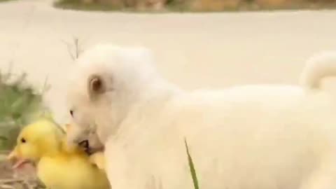 cute love pet