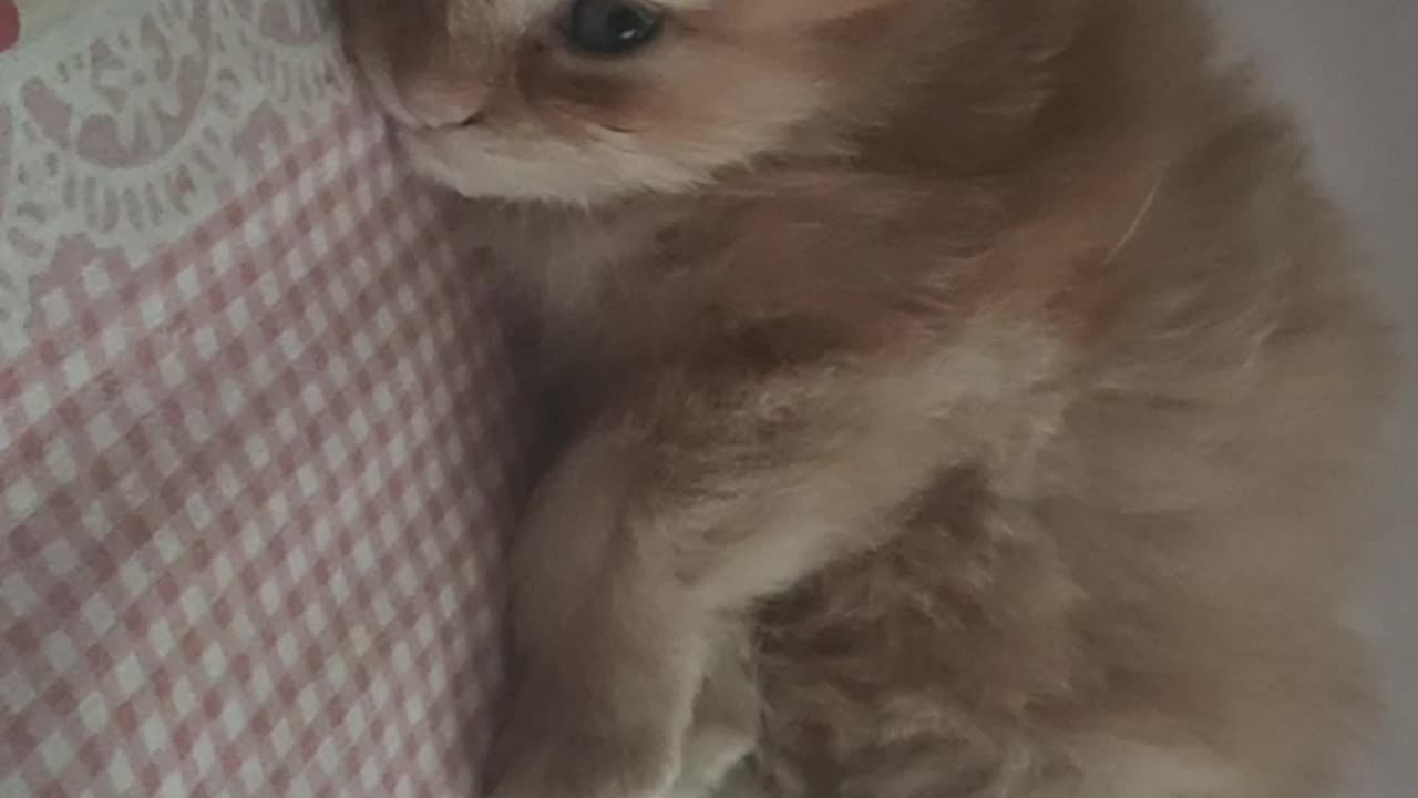 Innocent face kitty