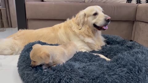 Puppy Loves to lie in bed with a Golden Retriever