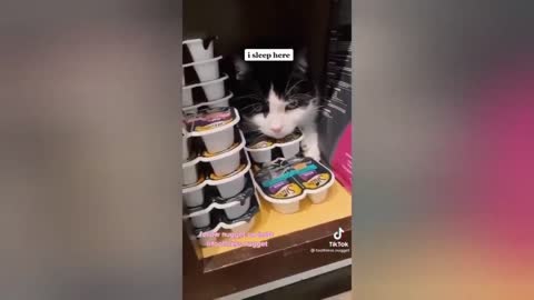 HOUR FUNNY CATS COMPILATION 2022😂_ Funny and Cute Cat Videos😸 ! - 169