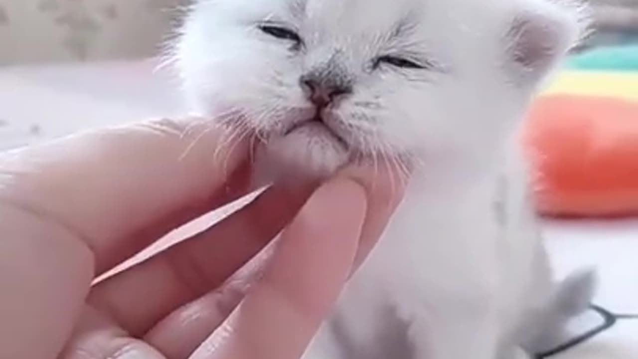 Cute Kitten Baby Cat Funny Cat Videos