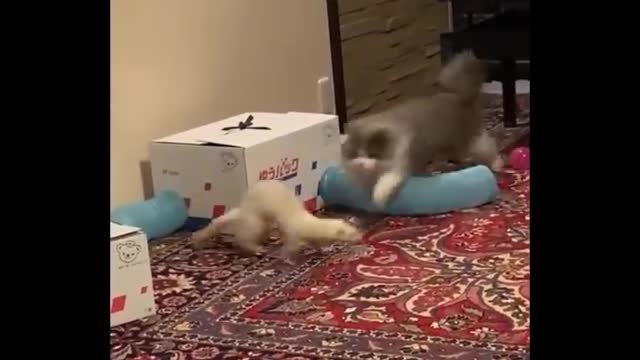 Funniest cat videos #58 - HILARIOUS!