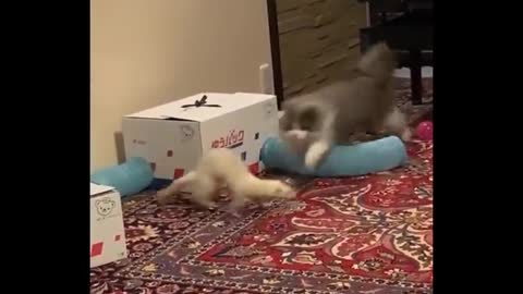 Funniest cat videos #58 - HILARIOUS!