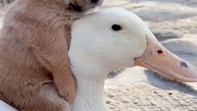 Dog and goose