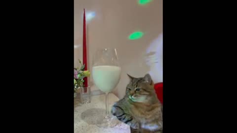 Drink in Cute cat 😺