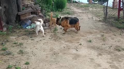 Funny Cat and Dog Fight