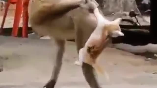 Wicked Monkey 🐒🐒🐒🐒 don't laugh challenge