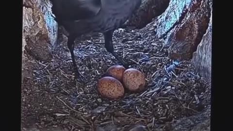 Mama crow