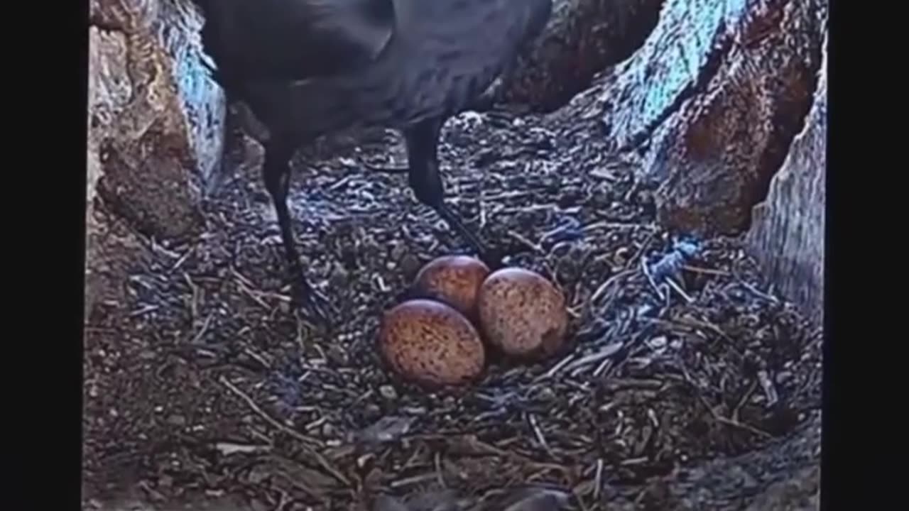 Mama crow