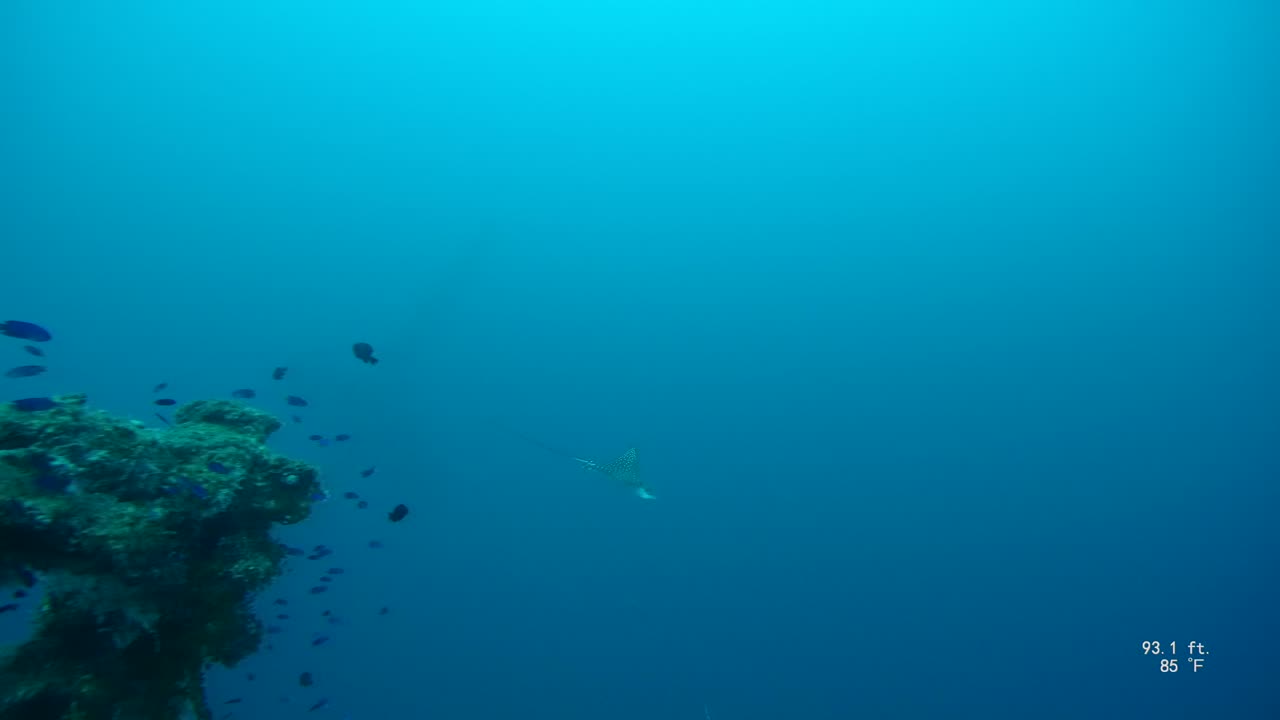 Eagle Ray on Nippo Maru Truk Lagoon