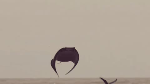 Flying Mobula Ray