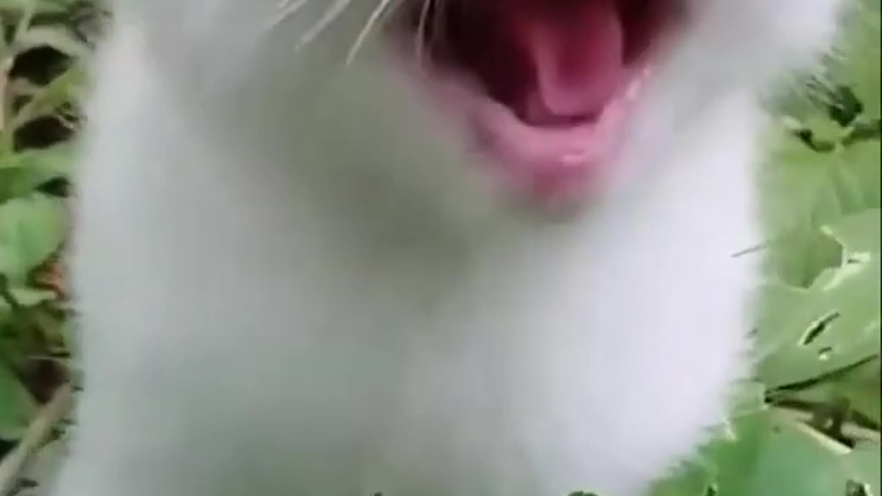 Funniest Videos 2023 😂 Funny Cats 🐱 #cute #cat #short #113