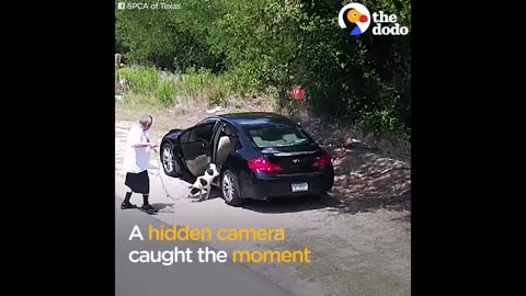 Dog Abandoned On The Street Lives Like A Queen Now | The Dodo