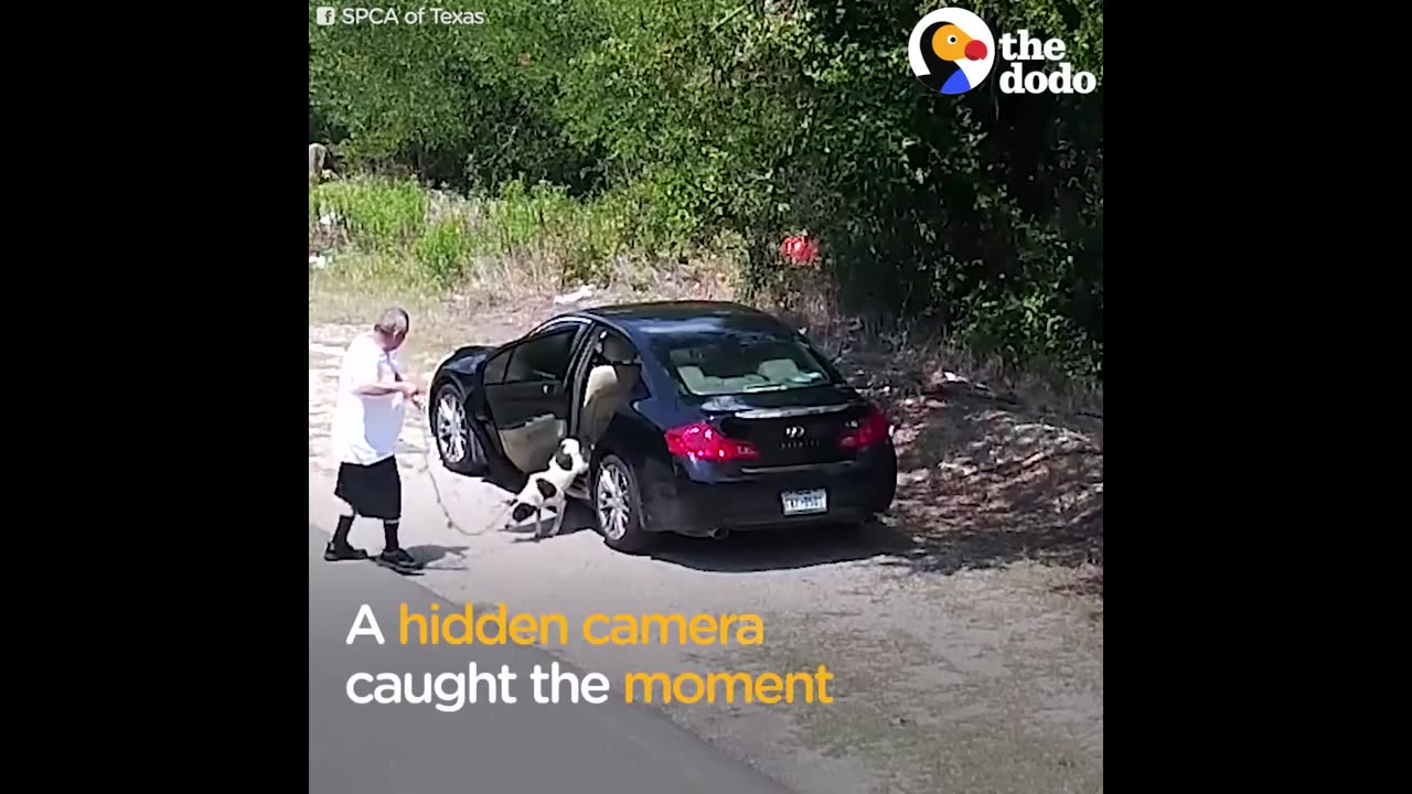 Dog Abandoned On The Street Lives Like A Queen Now | The Dodo
