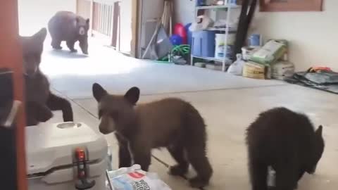 Bear Family Looted My House