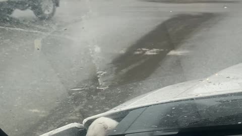 Cute Ermine Hitches a Ride