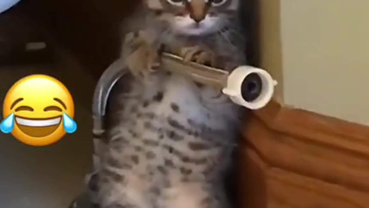 Funny 🤣 cat 😺😅 Show 😂😀