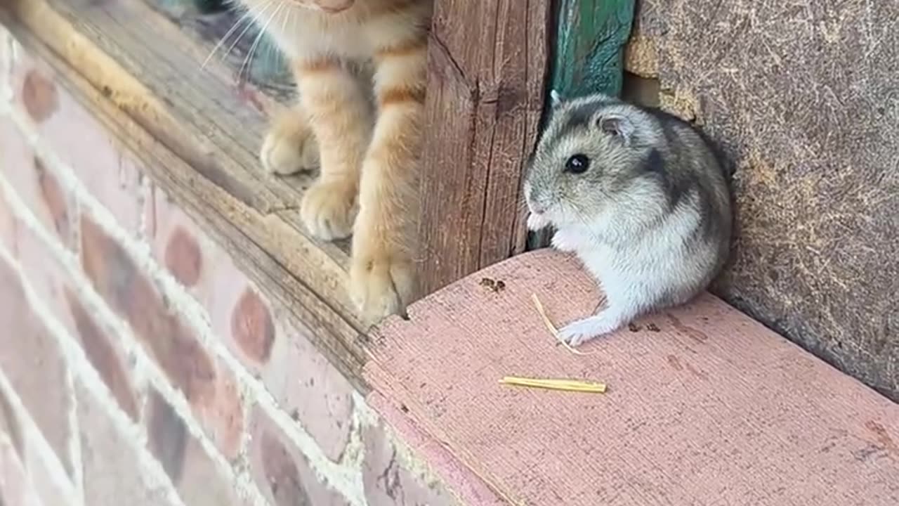 CAT RAT FUNNY VIDEOS