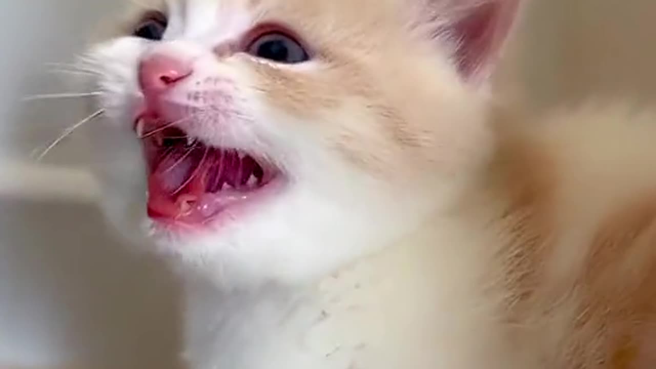 Cute cats video❤❤