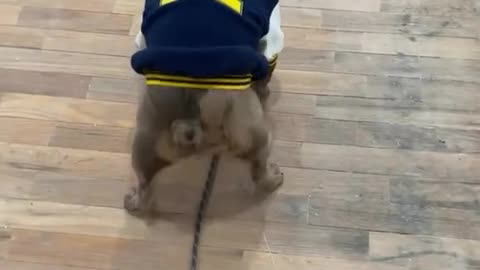 Smart dog