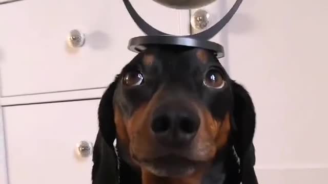 Harlso the Dachshund Balancing a Globe on His Head